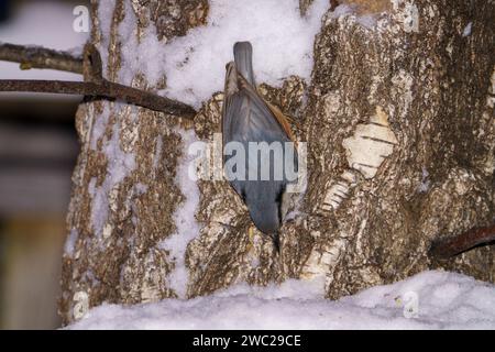 Sitta europaea Family Sittidae Genus Sitta Eurasian nuthatch Wood nuthatch wild nature bird photography, picture, wallpaper Stock Photo