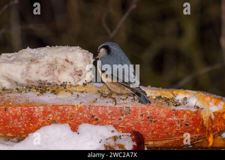 Sitta europaea Family Sittidae Genus Sitta Eurasian nuthatch Wood nuthatch wild nature bird photography, picture, wallpaper Stock Photo