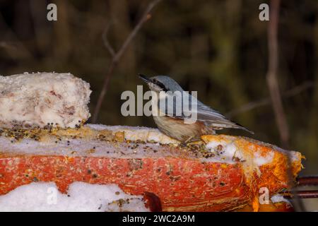 Sitta europaea Family Sittidae Genus Sitta Eurasian nuthatch Wood nuthatch wild nature bird photography, picture, wallpaper Stock Photo