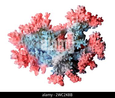 Coral isolated on white background Stock Photo