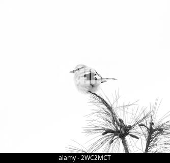 Northern Shrike atop a pine tree in black and white Stock Photo