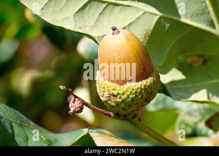 English Oak or Pedunculate Oak (quercus robur), close up of a solitary ripe acorn or fruit growing amongst the leaves of the tree. Stock Photo