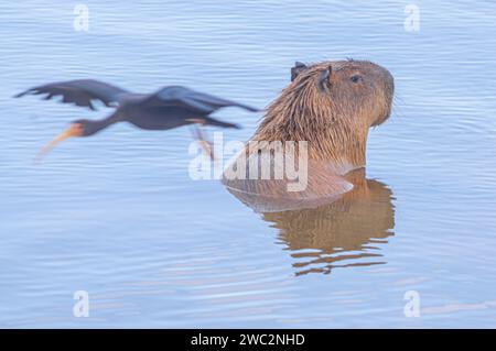 Capybara in a lake with a flying, blurred Phimosus infuscatus bird, Hydrochoerus hydrochaeris, daylight. Stock Photo