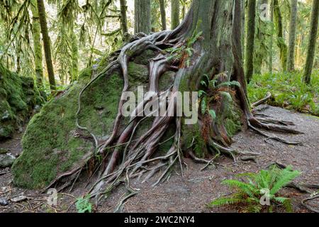 WA24663-00....WASHINGTON - Western redcedar (Thuja plicata) tree roots wrap around a rock near Lake Crescent in Olympic National Park. Stock Photo