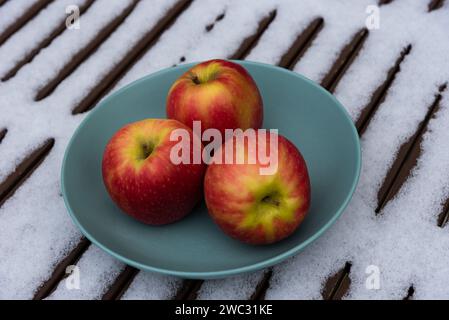 Three organic pink lady apples in bowl on snow covered table in garden. Healthy eating lifestyle background. Stock Photo