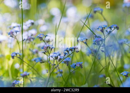 Blooming forget-me-not (Myosotis sp.), blue flowers in a meadow, grass, soft light on a sunny day, close-up, Lower Saxony, Germany Stock Photo