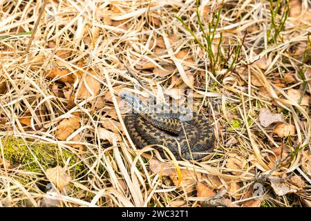 Wild common european viper (Vipera berus), brown, quite young animal, female, lambent, lying curled up in year-old grass and sunning herself Stock Photo