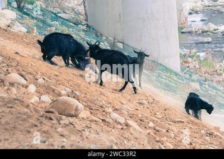 Small herd of black goats on a rocky hillside with two adult goats fighting Stock Photo