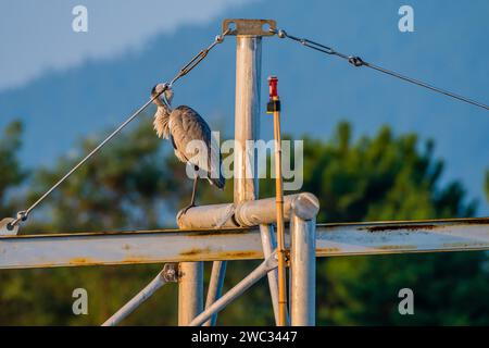 Large gray heron preening itself while perched on metal cross beam of boat rigging Stock Photo