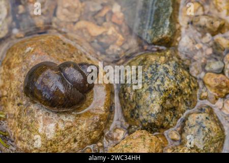 Closeup of large snail inside its shell on top of brown rock at edge of river Stock Photo