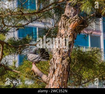 Pigeon on tree branch with tail feathers ruffled to look like a fan with building in background Stock Photo