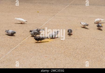 Flock of pigeons eating grain thrown by tourists from sidewalk Stock Photo