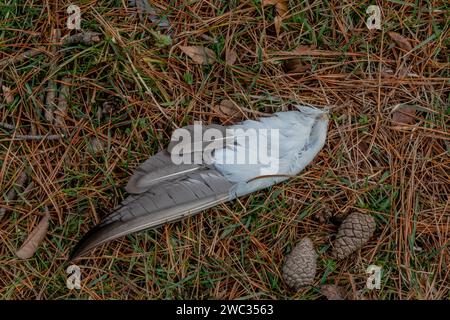 Closeup of large gray and white bird feather laying on ground next to two small pine cones Stock Photo