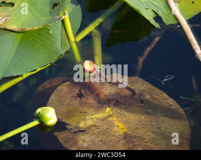 Seed of yellow water-lily or Spatterdock (Nuphar advena) in the Everglades. Stock Photo