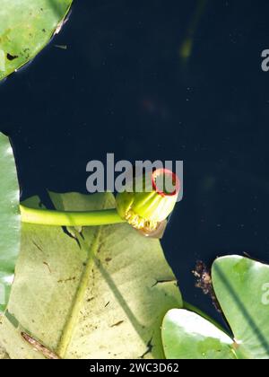 Close up of seed of yellow water-lily or Spatterdock (Nuphar advena). Stock Photo