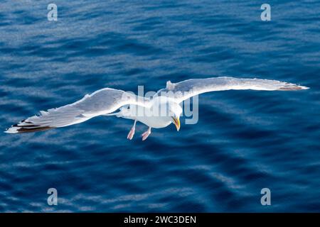 A herring gull (Larus Argentatus) flying at height above the sea in Norway. Stock Photo