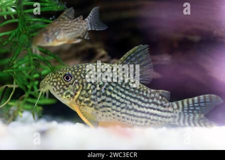 sterba cory detail, a very beautiful and interesting species of catfish (Corydoras sterbai) Stock Photo
