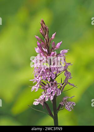 pink spotted flowers and buds on flowerspike of Common Spotted  Orchid (Dactylorhiza Fuchsii) in wildflower habitat in Italian Alps,Italy Stock Photo