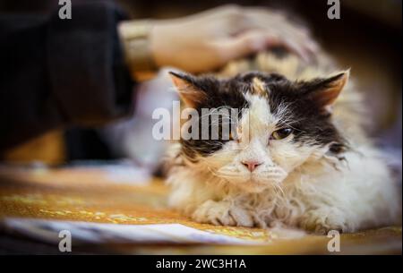 beautiful Devon Rex with long hair. Stock Photo