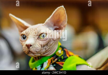 White Sphynx cat with green and blue eyes. Stock Photo