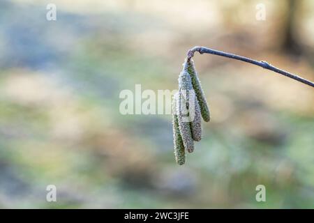 The catkins, also called flowers, are hanging on the hazelnut branches. The frost is on them Stock Photo
