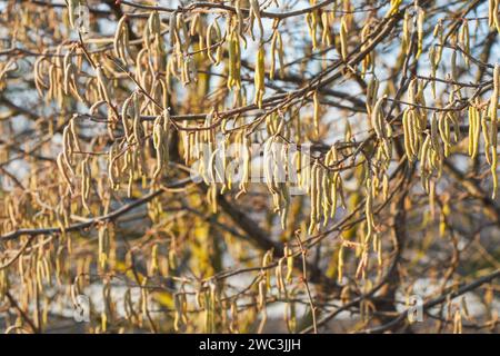 The catkins, also called flowers, are hanging on the hazelnut branches. The frost is on them Stock Photo