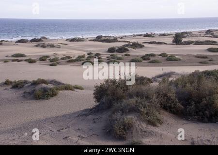 Blick vom Aussichtspunkt Mirador Dunas Santa Mónica auf die Dünen von Maspalomas nahe der Playa del Ingles, Gran Canaria, Spanien Stock Photo