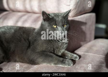 A charming picture of a British or Russian blue shorthair gray cat. The cat's yellow eyes create a striking contrast with its gray fur. Stock Photo