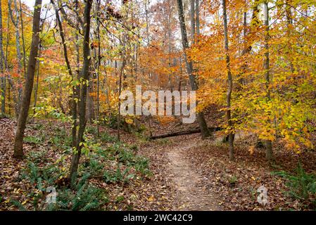 Curving woodland path through solitary, deciduous forest with orange and yellow leaves in late fall; Milton, North Georgia, United States Stock Photo