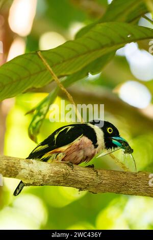 Black-and-yellow Broadbill, Eurylaimus ochromalus, catches and eats a dragonfly insect Stock Photo