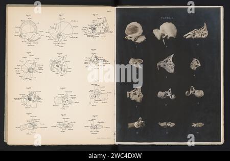 Twelve preparations and casts of the human hearing organ and the ear canal, Adolf Schönemann, c. 1899 - in Or Before 1904 photograph  Wiesbaden baryta paper gelatin silver print ears. physiology and anatomy  sense organs Stock Photo