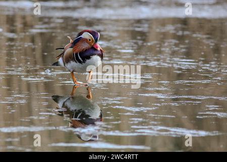 Mandarin Duck on frozen pond Stock Photo