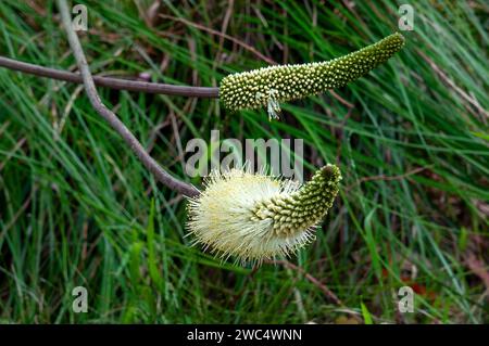 Sydney Australia,  flowering native xanthorrhoea macronema or bottlebrush grass tree Stock Photo