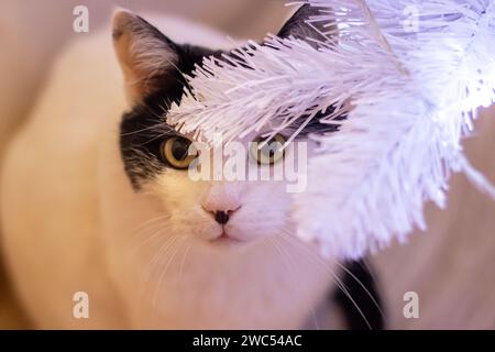 Cat among blurred white branches portrait close up Stock Photo