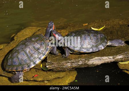 red-eared slider or  red-eared terrapin - Trachemys Scripta Elegans- Stock Photo