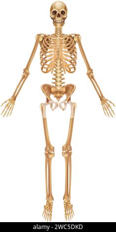 Realistic human bones. Isolated 3d anatomical body parts, skeleton