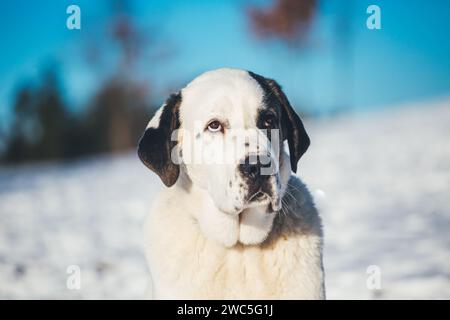 Central Asian Shepherd Dog (Ovcharka, Alabai) 8 months old Stock Photo