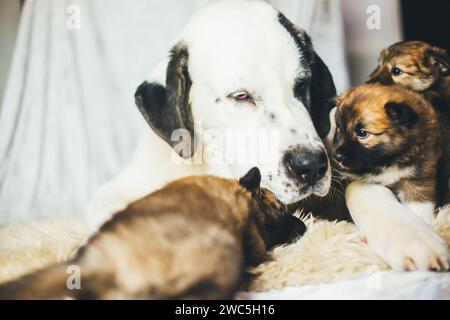 Central Asian Shepherd Dog puppy and Icelandic Dog puppies cuddling Stock Photo