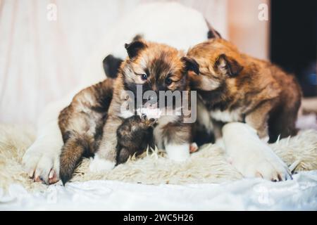 Central Asian Shepherd Dog puppy and Icelandic Dog puppies cuddling Stock Photo