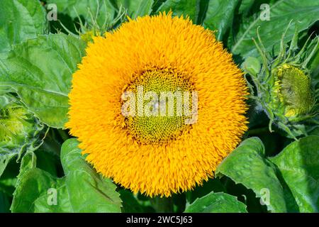 Helianthus annuus 'Teddy Bear' a summer double fluffy flowered plant with a yellow summertime flower commonly known as Dwarf Sungold, stock photo imag Stock Photo