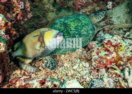 Malaysia, Sabah, Sipadan, Green Sea Turtle (Chelonia mydas) and Titan Triggerfish (Balistoides viridescens) Stock Photo