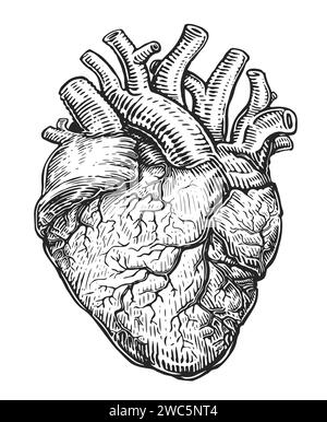 Human heart with veins, sketch isolated on white background. Hand drawn vector illustration in vintage engraving style Stock Vector