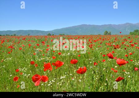 The Poppy Field. Meadow full of red poppies in spring. Blooming flowers. Stock Photo
