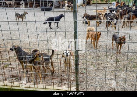 Abandoned dogs in animal shelter. Stray dogs in living in terrible conditions in iron cage. Asylum for pets. Poor and hungry street dogs. Stock Photo