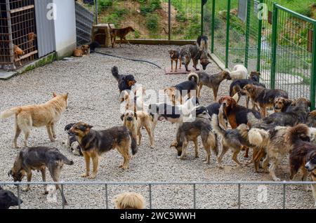 Abandoned dogs in animal shelter. Stray dogs in living in terrible conditions in iron cage. Asylum for pets. Poor and hungry street dogs. Stock Photo