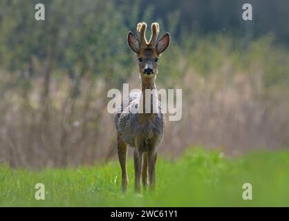 Young Male Roe (capreolus capreolus) deer ready for fight on green grass field in hot summer day Stock Photo