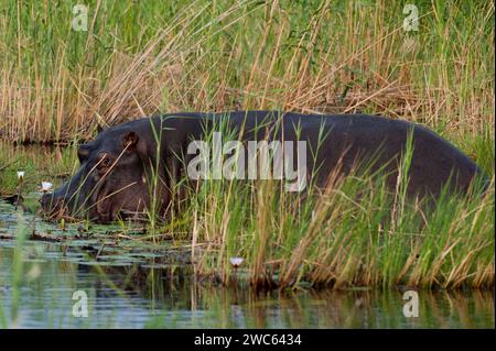 Hippopotamus (Hippopotamus amphibius), Hippopotamus, animal, danger, dangerous, wild, river, river animal, Okavango Delta at the Kwando River in Stock Photo