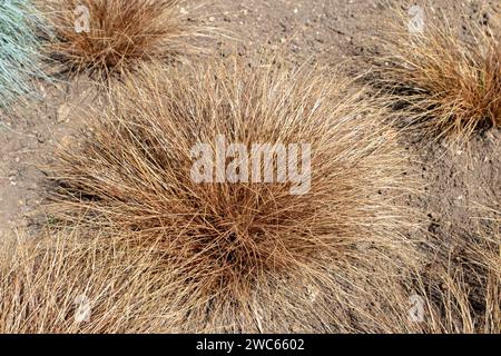 Carex comans bronze form in the sunny garden. New Zealand hair sedge ornamental grass mounds. Mop-headed sedge. Drought tolerant plants for dry places Stock Photo