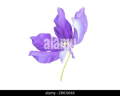 Purple clematis flower closeup isolated on white. Shallow focus. Clematis jackmanii bloom sway in the wind side view. Stock Photo