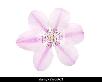 Pink clematis flower closeup isolated on white. Clematis jackmanii bloom with pearly white striped petals. Stock Photo